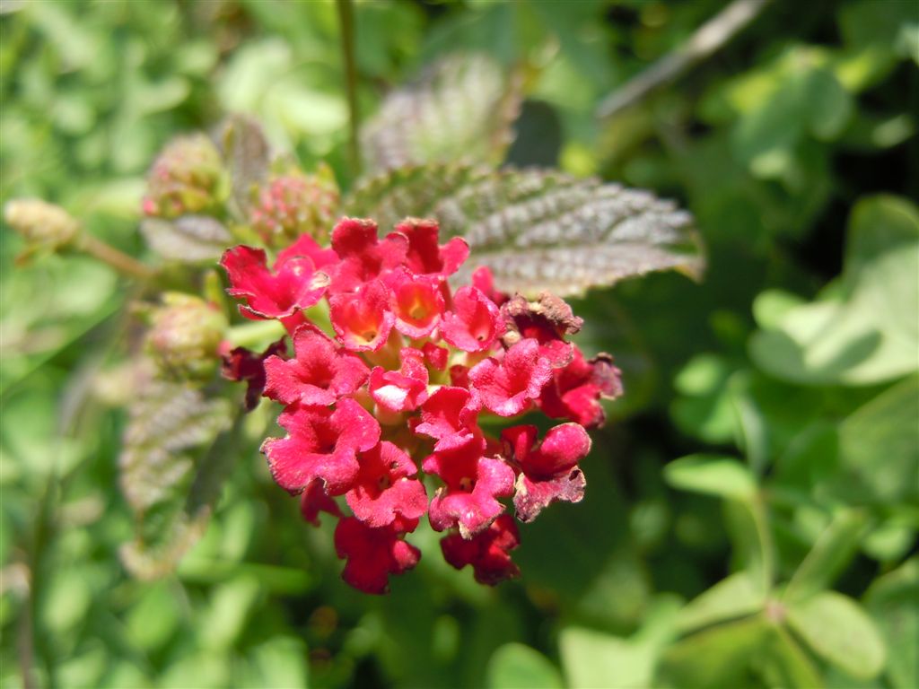 Posillipo - Lantana camara / Camara